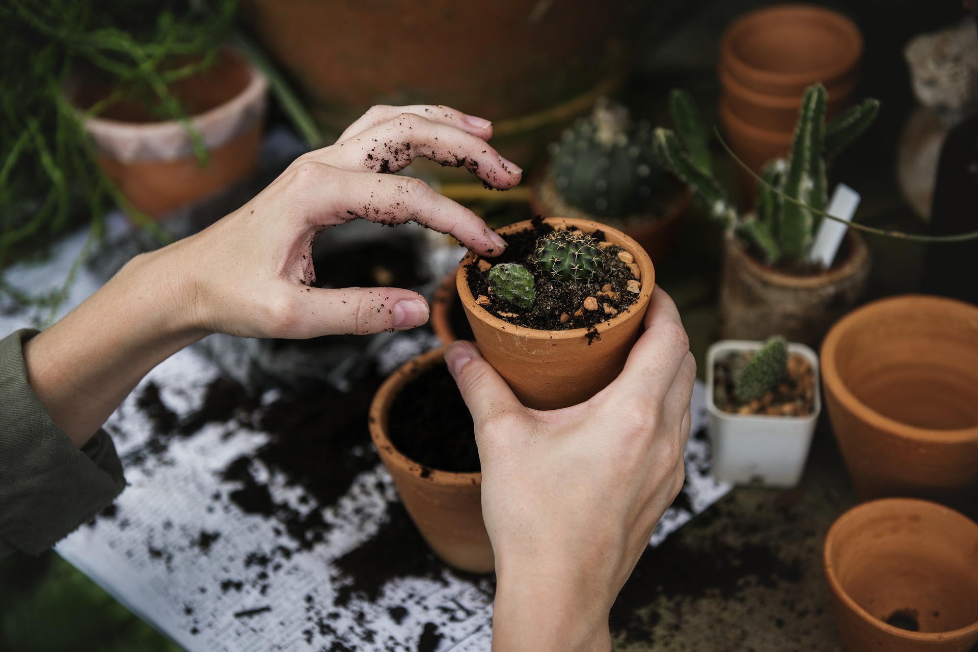 Hands potting a small cactus in a terracotta pot